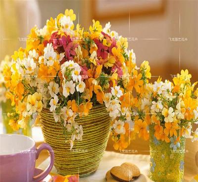 彩色袋裝龍面花種子 裝點家居的觀花植物佳選