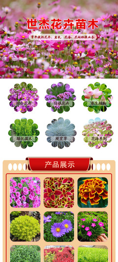 國慶菊選購指南 花卉租擺首選，優(yōu)質(zhì)供應(yīng)商與價格解析