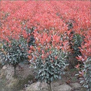 苗木花卉與農副產品的市場前景——以雪松、廣玉蘭、香樟及蔬菜為例