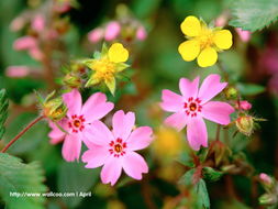 花卉攝影壁紙 一花一世界，捕捉自然的詩(shī)意瞬間