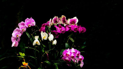 隨拍花卉 定格自然的瞬息之美