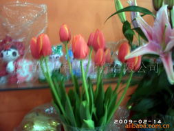 陜西綠洲種苗花卉——精品鮮花產(chǎn)品全覽