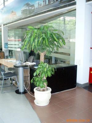 真花綠化花柱選購(gòu)指南 價(jià)格、供應(yīng)與批發(fā)渠道解析